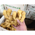 China fresh ginger root for sale